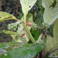 Psychotria dubia var. dubia (Wight) Alston